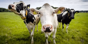 Deli Dana Hastalığı